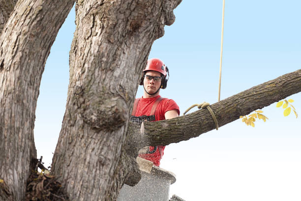 Haysville, KS Tree Services Company